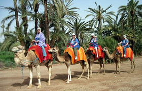 Dromadaires marrakech