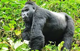 5 days rwenzori mohama trekking trail, rwenzori mountains