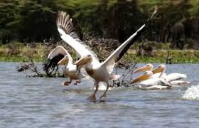 17 days kenya bird watching safari