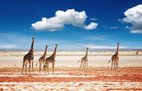 6 Days Namibia Express Safari