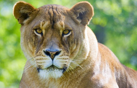 Best 3 days tanzania budget group joining safari - burigi chato safaris 