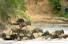 3days maasai mara budget safari