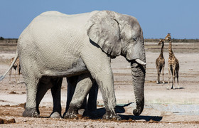 3-day etosha adventure safari namibian (camping)