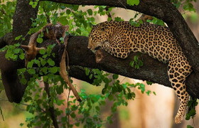  11 days all inclusive luxury african safari trips vacations