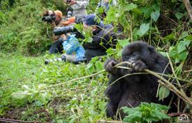 3-day muzungu in the mist gorilla safari