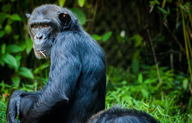 12 day tanzania southern parks safari