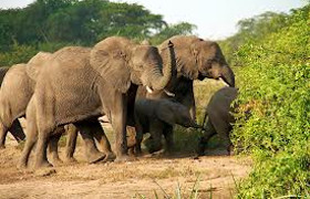 Kenya twin attractions special bush to beach safari