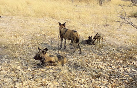 3-day full catered mobile safari moremi game reserve