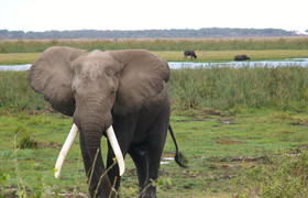 1-day flying from zanzibar to mikumi np impressive safari tour