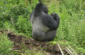 1 day gorilla trek