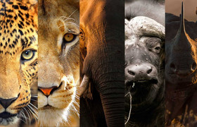 10-day rwanda & uganda gorillas and african big five tour