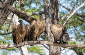 2-day nyerere fly-in safari from dar es salaam