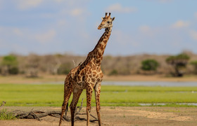 2-day selous (nyerere national park) safari package – game drives & boat safari