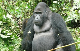 2 days uganda gorilla safari
