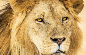 3 day mikumi luxury tented camps safari