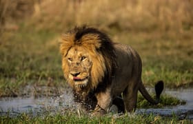 3 day queen elizabeth national park wildlife safari uganda