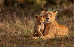 3 days maasai mara camping safari.