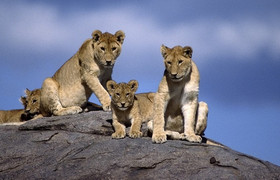 3 Days Tanzania Safari
