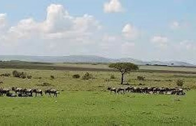 4 days 3 nights safari masai mara great kenya wildebeest migration