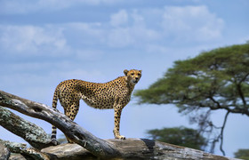 5-day tanzania camping safari