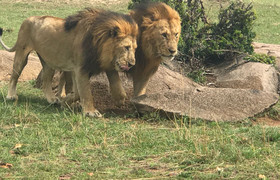 5days masai mara-lake nakuru-lake naivasha group safari