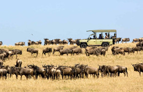 5-day serengeti wildebeest migration camping expedition