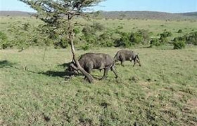 6 days 5 nights maasai mara, lake nakuru & amboseli safari (small group joining)