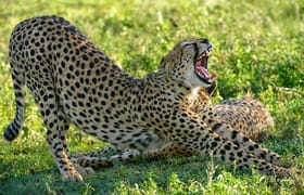 6 days high-end tanzania safari