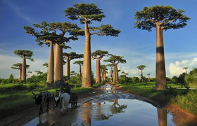 9-day budget tour to tsingy bemaraha, baobab avenue