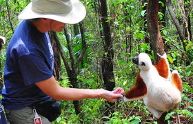 Andasibe national park