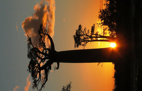Discovery of the contrasting trees