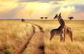 Tanzania safari-5 day