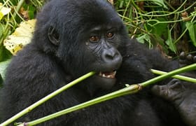 Bwindi gorilla trekking - uganda