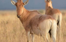 Cruzeiro safaris kenya, safaris & tours operator in nairobi 