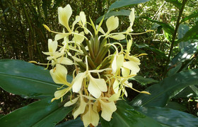 The eastern madagascar wonder 