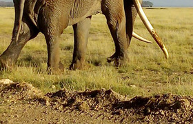 Kenya and tanzania safaris
