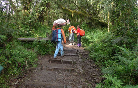 Kilimanjaro 1 day short hike