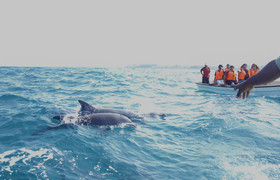 Kizimkazi dolphin tours