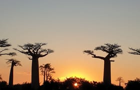 Madagascar: 3 day tour morondava and tsingy de bemaraha