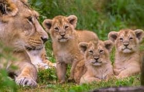 Spectacular 4 days masai mara / lake nakuru camping safari