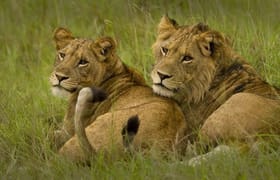 Queen elizabeth national park 4 days tour