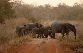 Deux jours de safari au bénin