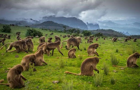 4 days simien mountain wildlife and safari tour