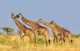 8 day tanzania private adventure safari