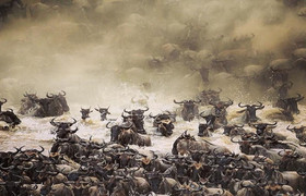 The great migration safari