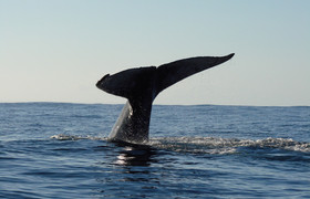 Whale discovery