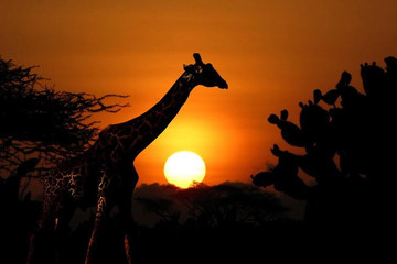  Masai Mara Migration Special Arusha
