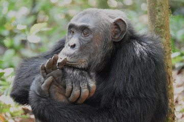 Gorilla and wildlife experience Kampala