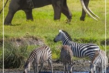 9 Days Wilderness Botswana and Victoria Falls from Windhoek (Lodging) Maun