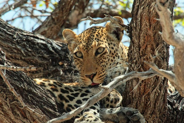 3 Day Tanzania Wildlife Safari Mwanza